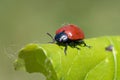 Beetle ladybug on a green leaf,