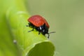 Beetle ladybug on a green leaf,