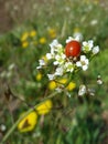 Beetle-ladybug on spring flower