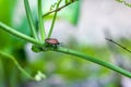 Beetle ladybug walking on a Bottle gourd vegetable branch close up Royalty Free Stock Photo