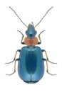 Beetle Lamprias cyanocephalus Royalty Free Stock Photo