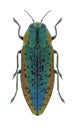 Beetle Lamprodila amurensis