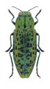 Beetle Lamprodila gloriosa