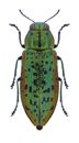 Beetle Lamprodila kamikochiana
