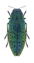 Beetle Lamprodila tschitscherini