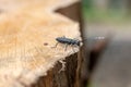 Beetle Large oak barbel - Cerambyx Cerdo sits on the edge of a fresh cut of a tree