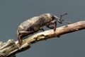 Beetle Large pine weevil