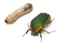 Beetle and Larva