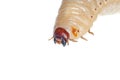 Beetle larva Royalty Free Stock Photo