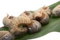 Beetle larva rhinoceros