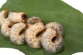 Beetle larva rhinoceros Royalty Free Stock Photo