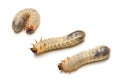 Beetle Larvae