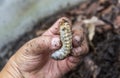 Beetle larvae grub are soft- bodied, soil-dwelling insects with a light brown head. A man picks up a beetle worm in his hand.