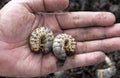 Beetle larvae grub are soft- bodied, soil-dwelling insects with a light brown head. A man picks up a beetle worm in his hand.