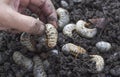 Beetle larvae grub are soft- bodied, soil-dwelling insects with a light brown head. A man picks up a beetle worm in his hand.