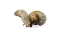 Beetle larvae Royalty Free Stock Photo