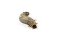 Beetle larvae Royalty Free Stock Photo