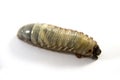 Beetle larvae