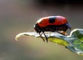 beetle lays eggs on a leaf Royalty Free Stock Photo