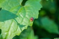 Beetle on leaf in garden