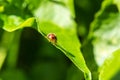 Beetle on leaf in garden