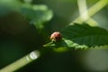 Beetle on leaf in garden