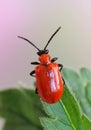 Beetle Lilioceris lilii Royalty Free Stock Photo