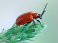 Beetle Lilioceris lilii Royalty Free Stock Photo