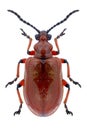 Beetle Lilioceris merdigera Royalty Free Stock Photo