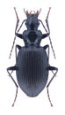 Beetle Limodromus assimilis