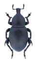 Beetle Liparus tenebrioides Royalty Free Stock Photo