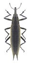 Beetle Lixus paraplecticus