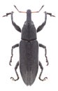 Beetle Lixus punctiventris