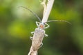 Beetle with long antena