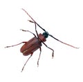 Beetle long antennae isolated Royalty Free Stock Photo