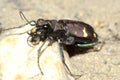 Beetle long-legged jumper and fast predator