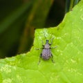 Beetle with long mustache Royalty Free Stock Photo