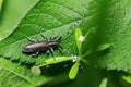 Beetle Longhorn beetle