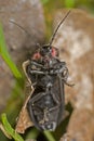 Beetle that looks like an alien overlord Royalty Free Stock Photo