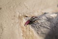 Beetle of lucanus lucanus cervus or stag beetl in wildlife on rock close up image Royalty Free Stock Photo