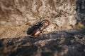 Beetle of lucanus lucanus cervus or stag beetl in wildlife on rock close up image Royalty Free Stock Photo