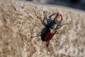 Beetle of lucanus lucanus cervus or stag beetl in wildlife on rock close up image Royalty Free Stock Photo