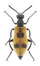 Beetle Lydus trimaculatus Royalty Free Stock Photo