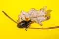 Beetle Lytta Mylabris on yellow background