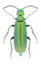 Beetle Lytta vesicatoria Royalty Free Stock Photo