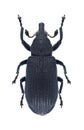 Beetle Magdalis ruficornis Royalty Free Stock Photo