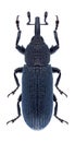 Beetle Mecinus janthinus Royalty Free Stock Photo