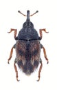 Beetle Mecinus labilis Royalty Free Stock Photo