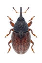Beetle Mecinus pascuorum Royalty Free Stock Photo