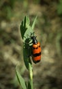 Beetle meloidae Royalty Free Stock Photo